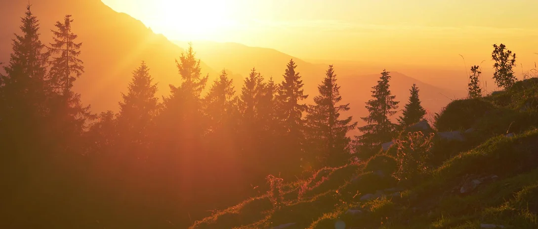 Golden sunset over a misty mountain range with silhouetted pine trees in the foreground
